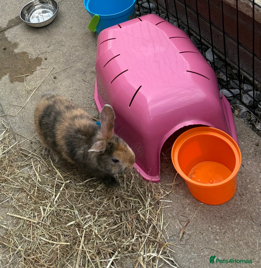 English Spot rabbits for sale: English spot x dwarf  - Image 3