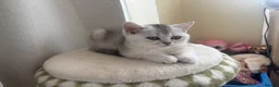 British Shorthair cats for sale: BSH GCCF registered silver chinchilla last girl - Advert 11