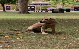 Mixed Breed dogs for sale: Cane Corso mix breed - Image 7