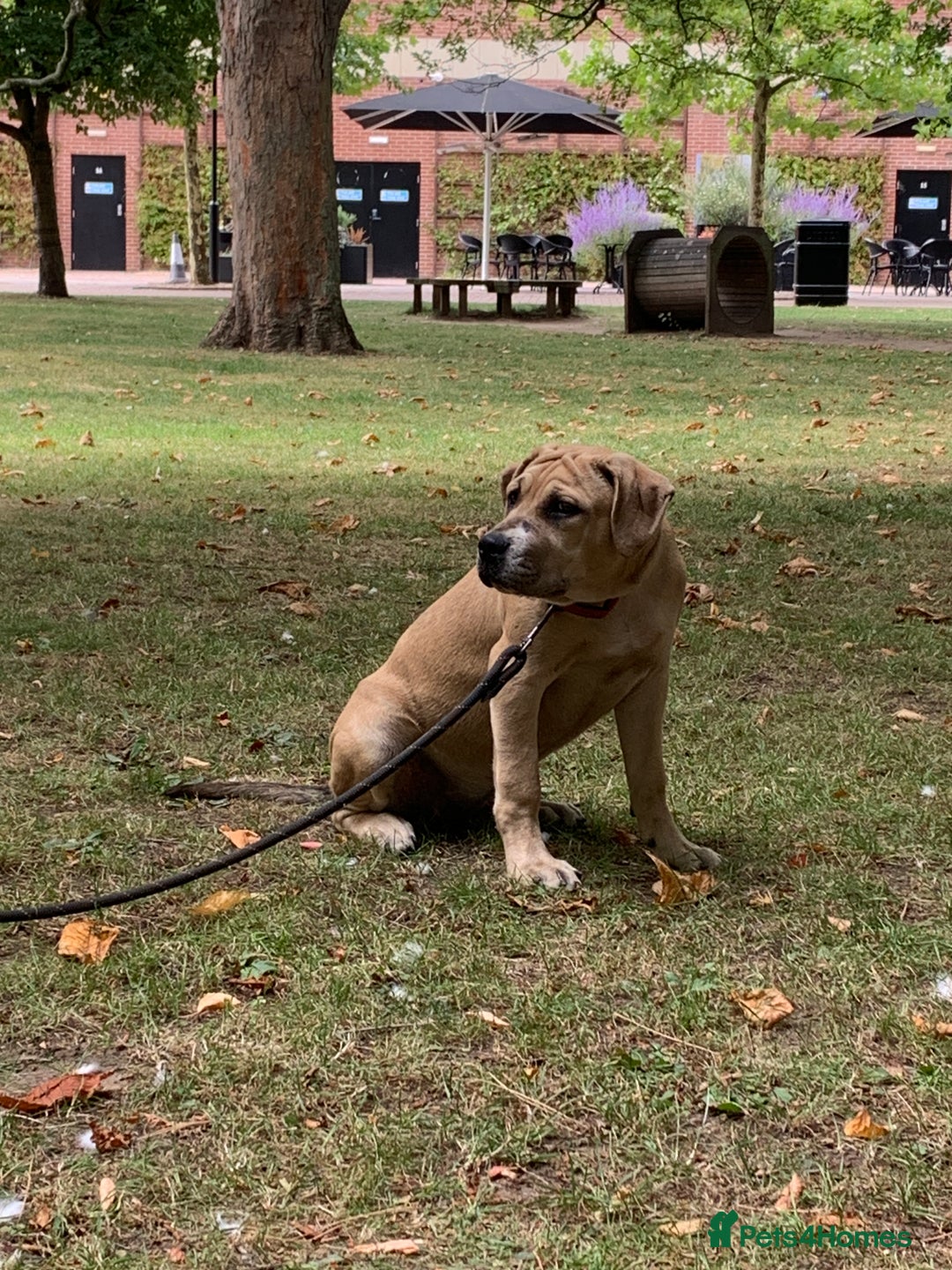 Mixed Breed dogs for sale: Cane Corso mix breed - Image 7