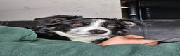 Border Collie dogs for sale: 4 female border collies - Advert 1