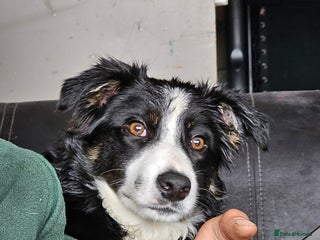 Border Collie dogs 4 female border collies - Advert 2