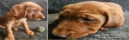 Labrador Retriever dogs for sale: Stunning Red Fox Labs-Health checked, KC Reg, FTCH - Advert 4