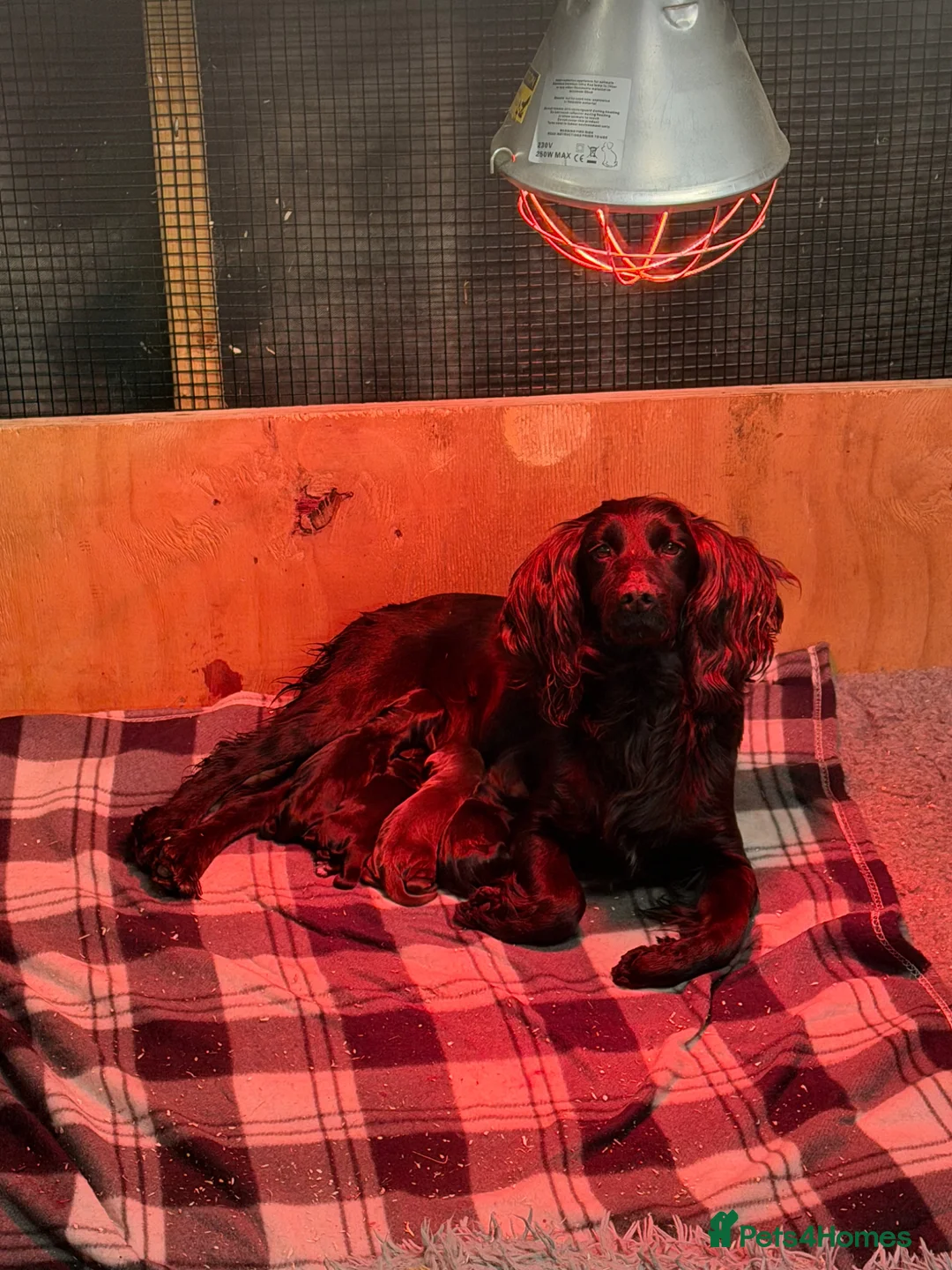 Cocker Spaniel dogs for sale: Kc registered Cocker spaniel puppies in Strathdon - Advert 8