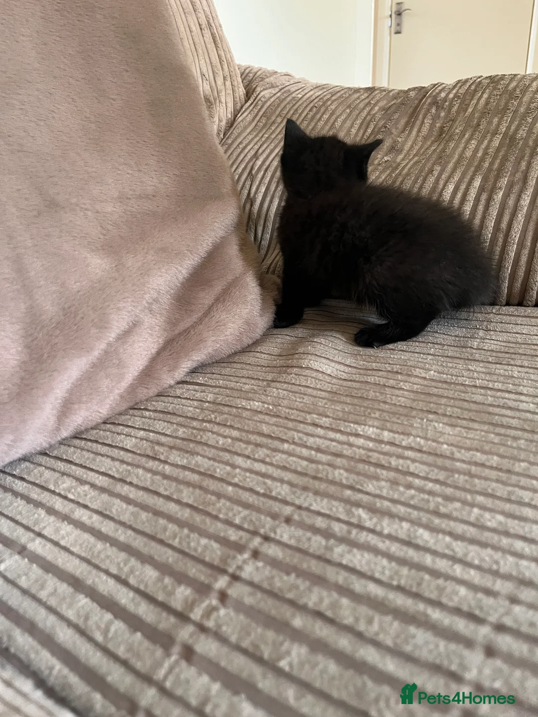 Mixed Breed cats for sale: Grey and black striped kittens For Sale - Advert 30
