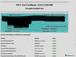 Dachshund dogs in Manchester - Advert 2