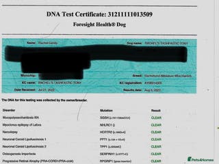 Dachshund dogs MINIATURE WIRE HAIRED STUD *PROVEN **** in Manchester - Advert 6