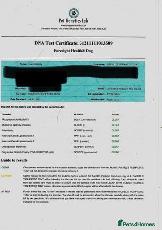 Dachshund dogs in Manchester - Advert 1