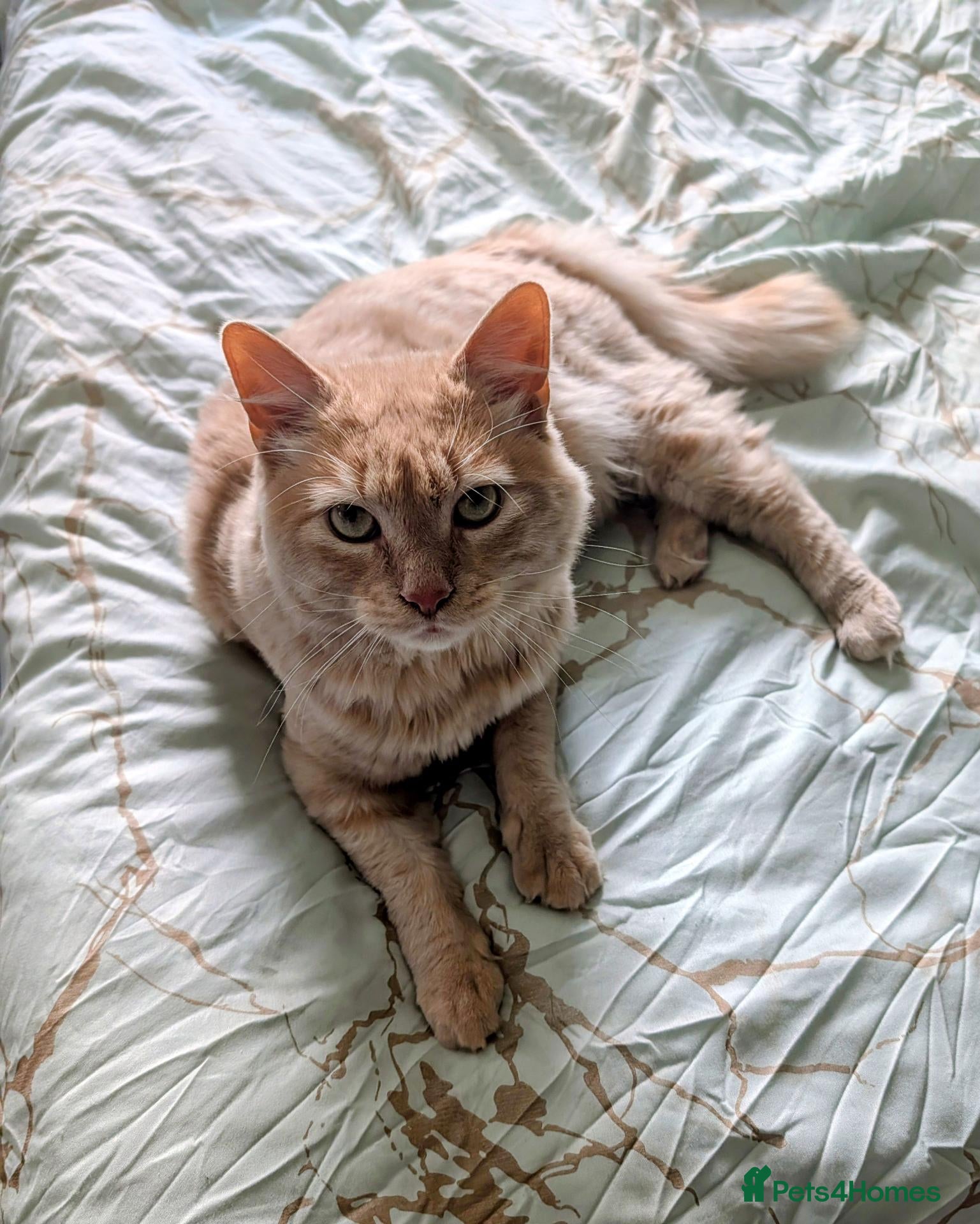 Mixed Breed cats Cuddly indoor male cat needing new home. - Advert 1