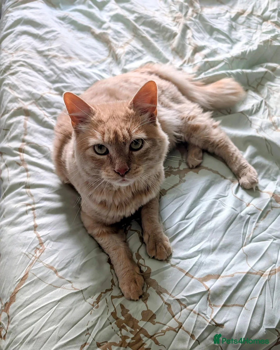 Mixed Breed cats for sale: Cuddly indoor male cat needing new home. - Advert 1