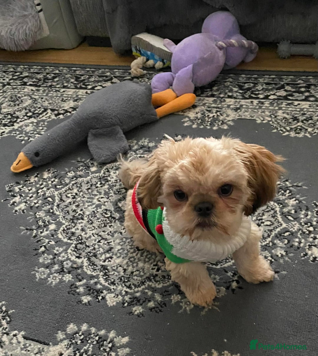 Shih Tzu dogs for sale: MALE SHITZU 6 MONTHS OLD  - Advert 3