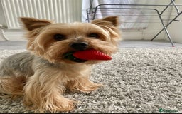 Yorkshire Terrier dogs for stud: 5.1 kg Yorkshire Terrier Stud - Image 2