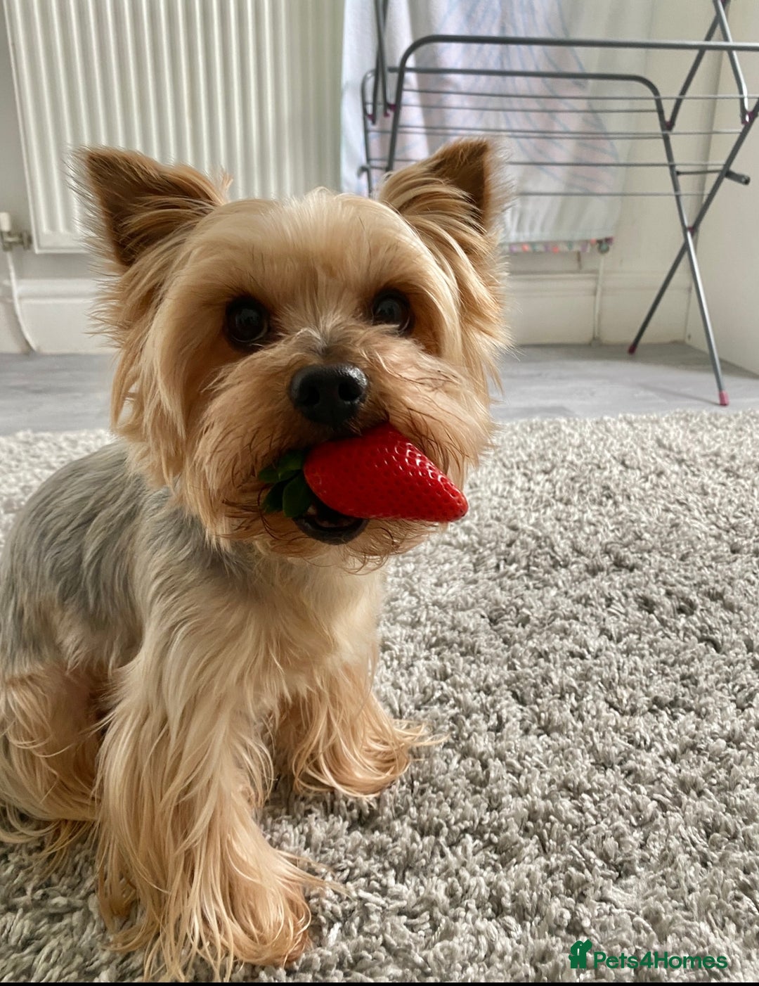 Yorkshire Terrier dogs for stud: 5.1 kg Yorkshire Terrier Stud - Image 2