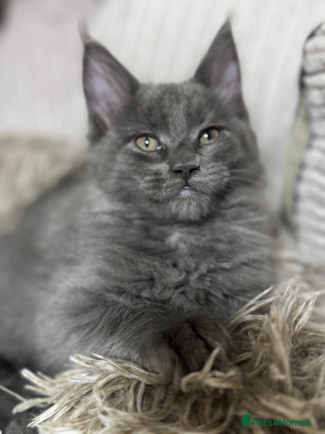 Maine Coon cats for sale: Adorable pure breed Maine coon Kittens’s for sale - Advert 18
