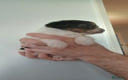 Yorkshire Terrier dogs for sale: 100% Biewer yorkshire-terrier Pedigree  - Advert 2