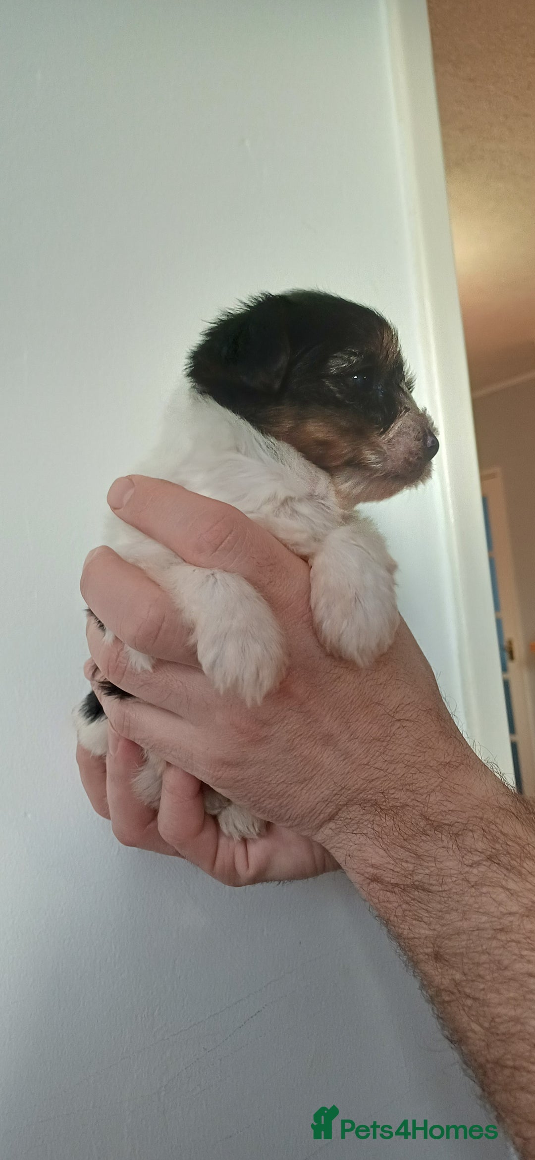 Yorkshire Terrier dogs for sale: 100% Biewer yorkshire-terrier Pedigree  - Advert 2