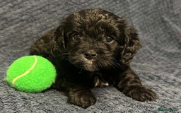 Maltipoo dogs for sale: Beautiful Toy Maltipoo Puppies - Image 19