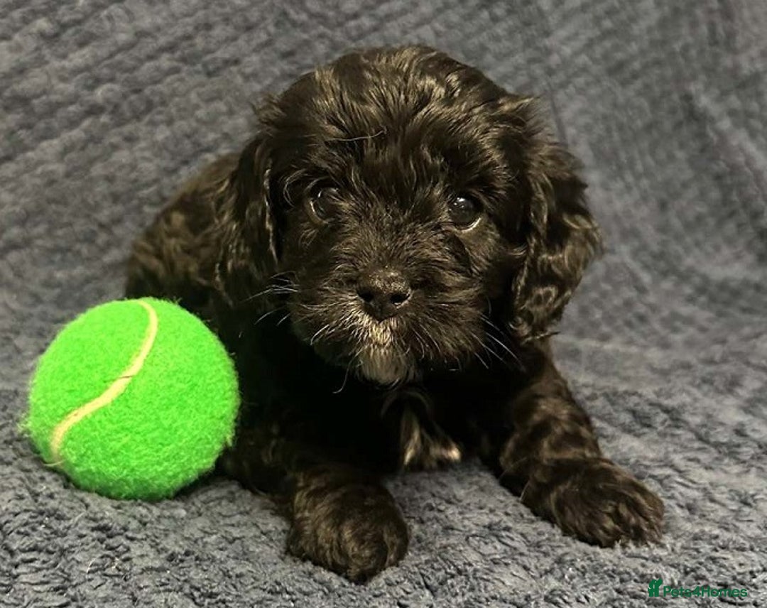 Maltipoo dogs for sale: Beautiful Toy Maltipoo Puppies - Image 19