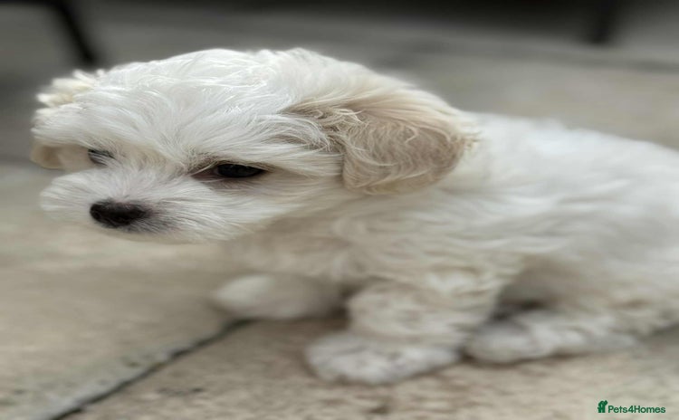 Bichon Frise dogs - Advert 1