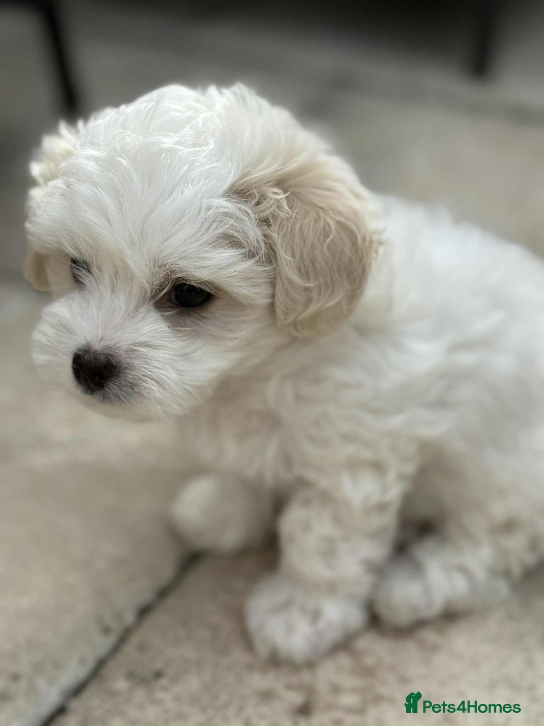 Bichon Frise dogs for sale: Bishon frise  - Image 1