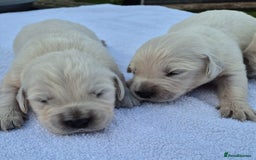 Golden Retriever dogs for sale: Beautiful golden retriever puppies. - Image 3
