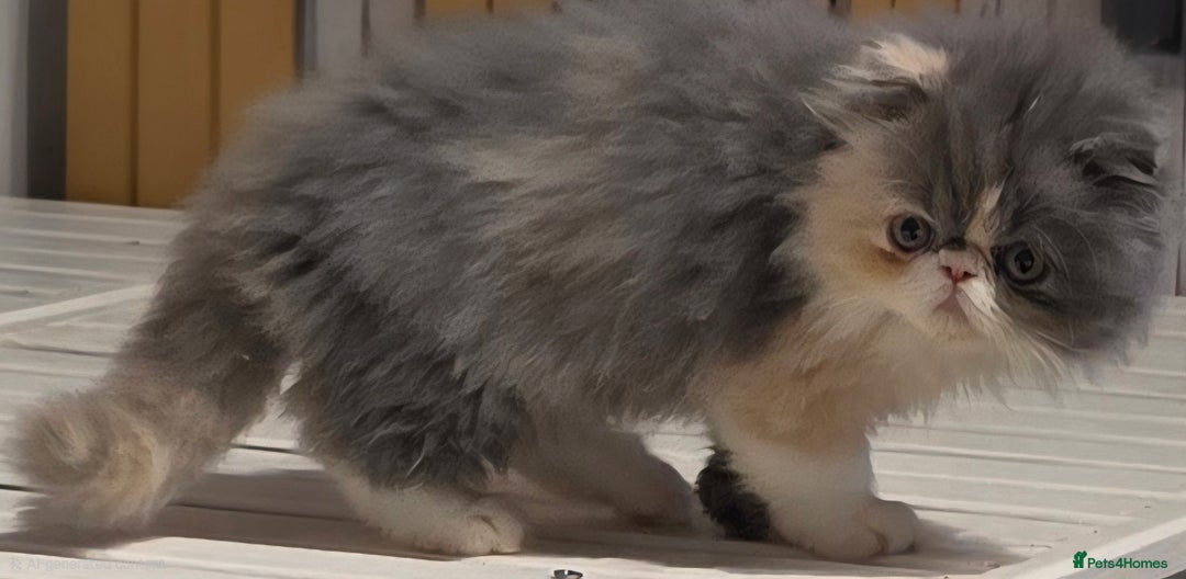 Persian cats for stud: GCCF REGISTERED PERSIAN STUD CHAMPION LINES PROVEN in London - Advert 5