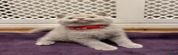 British Shorthair cats for sale: Chunky British shorthair kitten  - Advert 13