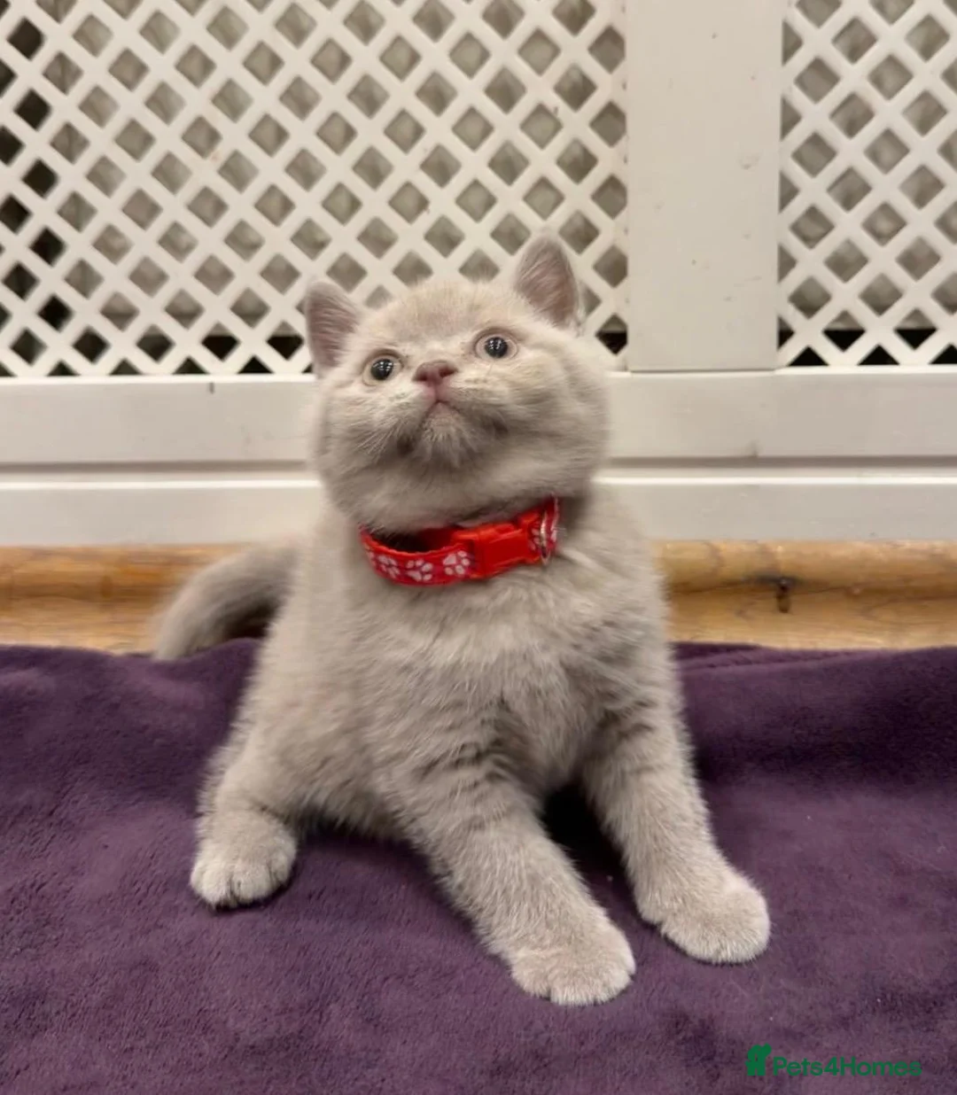 British Shorthair cats for sale: Chunky British shorthair kitten  - Advert 13