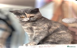British Shorthair cats for sale: Beautiful blue cream British shorthair Aykiz - Image 3