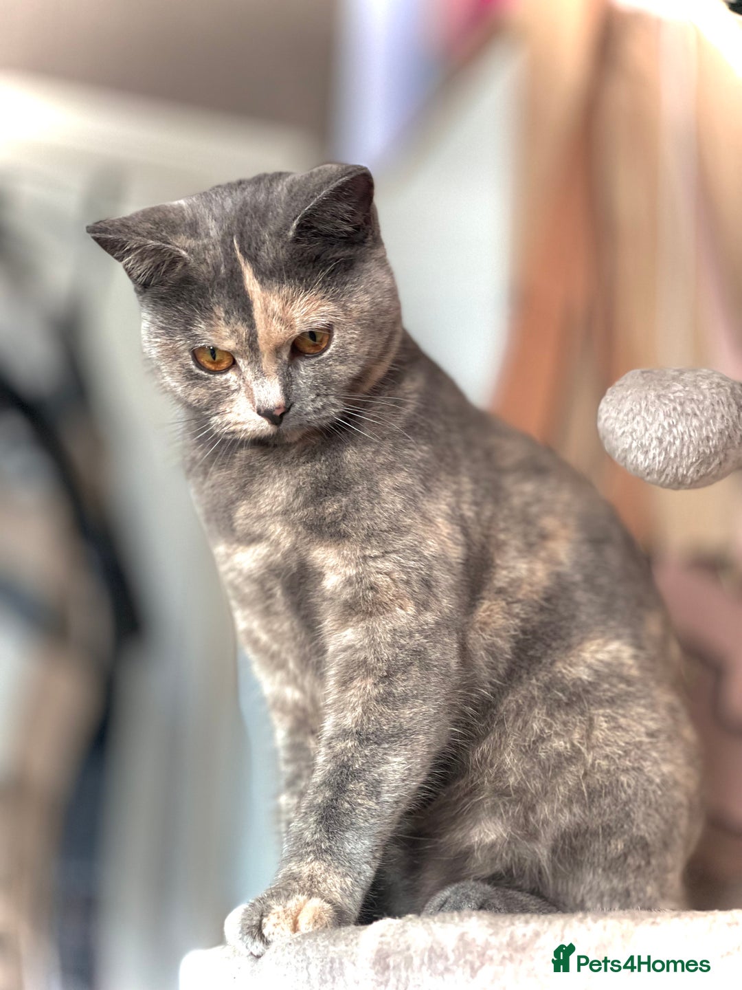 British Shorthair cats for sale: Beautiful blue cream British shorthair Aykiz - Image 3