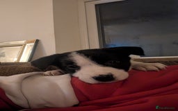 Border Collie dogs for sale: Farm bred collie pups - Image 11