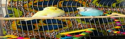 Budgerigars birds for sale: 2 male budgies  in Manchester - Advert 6