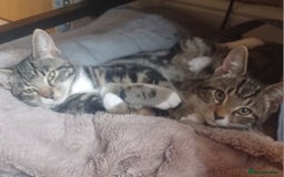 Mixed Breed cats for sale: Brothers looking for a home together - Image 3