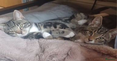 Mixed Breed cats - Advert 14