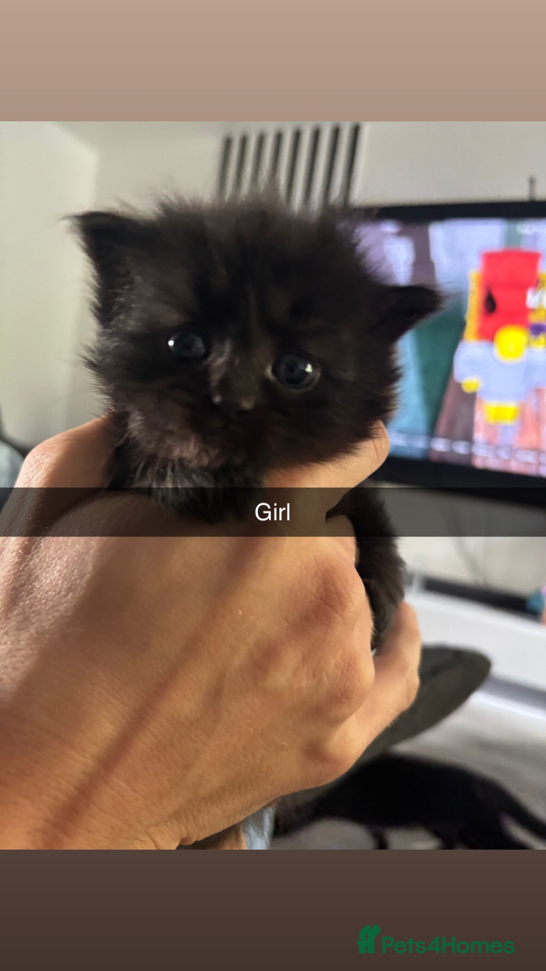 Mixed Breed cats for sale: 3 kittens - Image 1