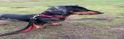 Miniature Dachshund dogs for stud: Miniature Black and Tan dapple for stud - Advert 3