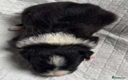 Border Collie dogs for sale:  Long Haired KC Reg Border Collie puppies for sale - Image 29