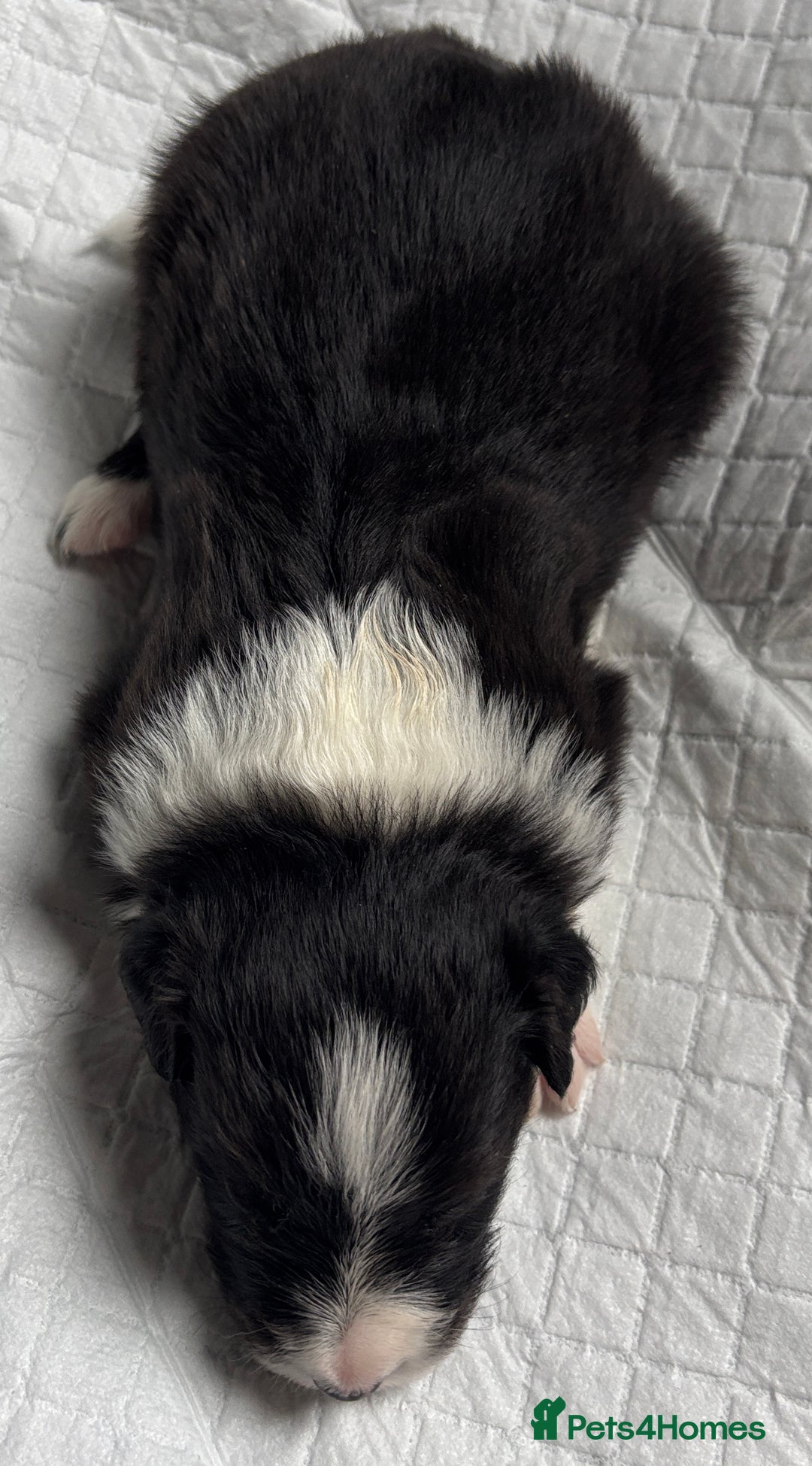 Border Collie dogs for sale:  Long Haired KC Reg Border Collie puppies for sale - Image 29