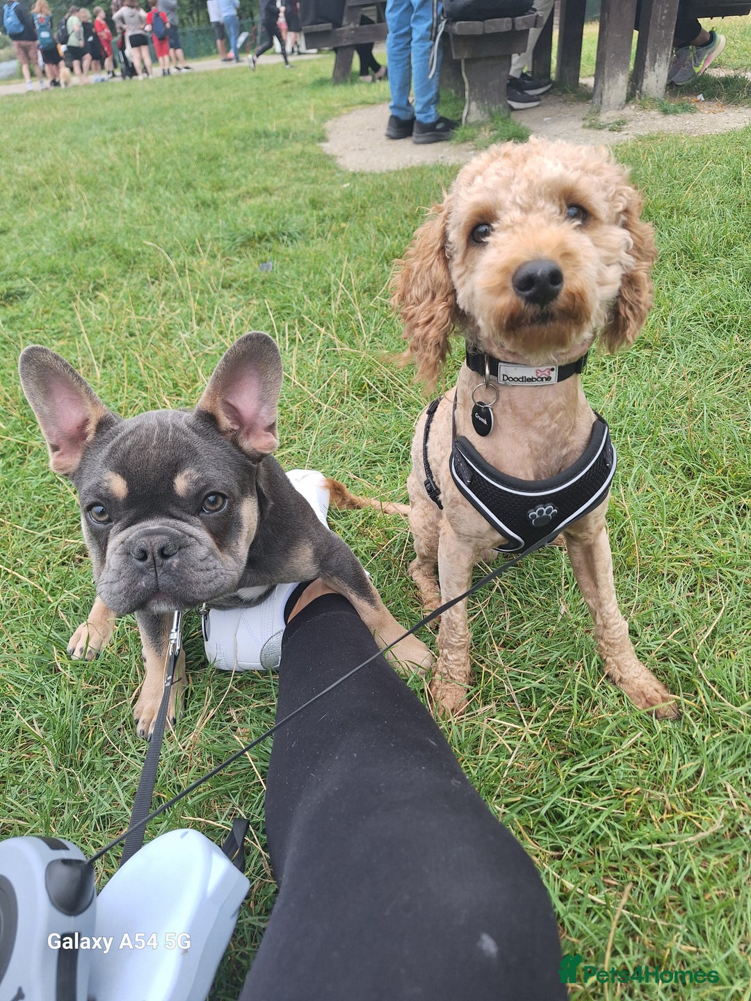 French Bulldog dogs for sale: Beautiful French bulldog - Advert 6