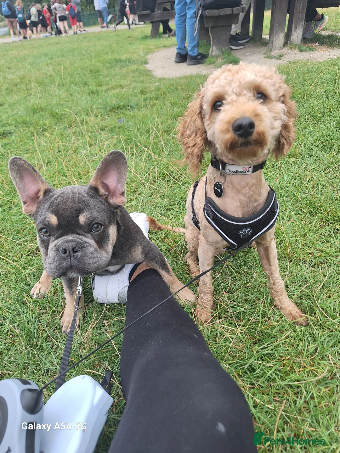 French Bulldog dogs for sale: Beautiful French bulldog - Advert 6