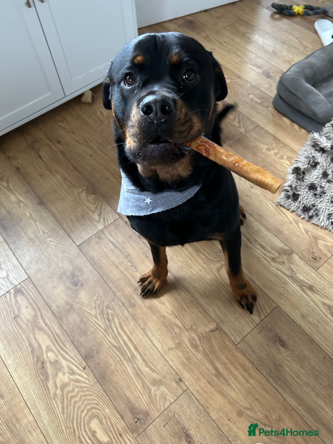 Rottweiler dogs for stud: For Stud - Image 4