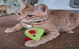 Mixed Breed cats for sale: MAGGIE & HOPE  - Image 5
