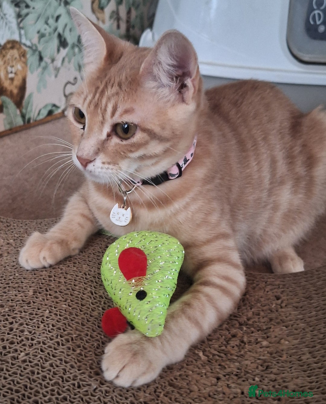 Mixed Breed cats for sale: MAGGIE & HOPE  - Image 5
