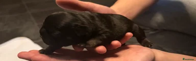 French Bulldog 5
