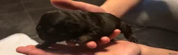 French Bulldog dogs for sale: French bulldog puppies  - Advert 6