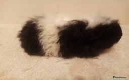 Guinea Pig rodents for sale: Sheltie, coronet, Merino Guinea pigs  - Advert 9