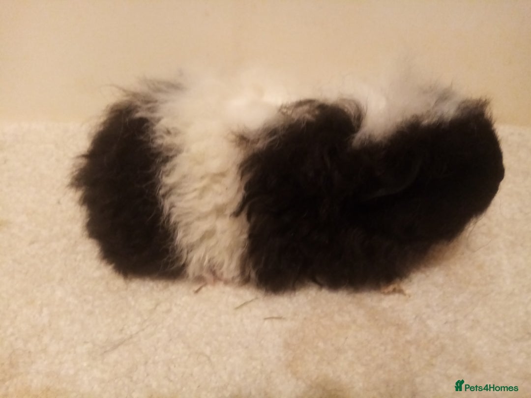 Guinea Pig rodents for sale: Sheltie, coronet, Merino Guinea pigs  - Advert 9