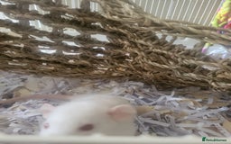 Rat rodents for sale: Mixed baby rats - males and females - Image 10