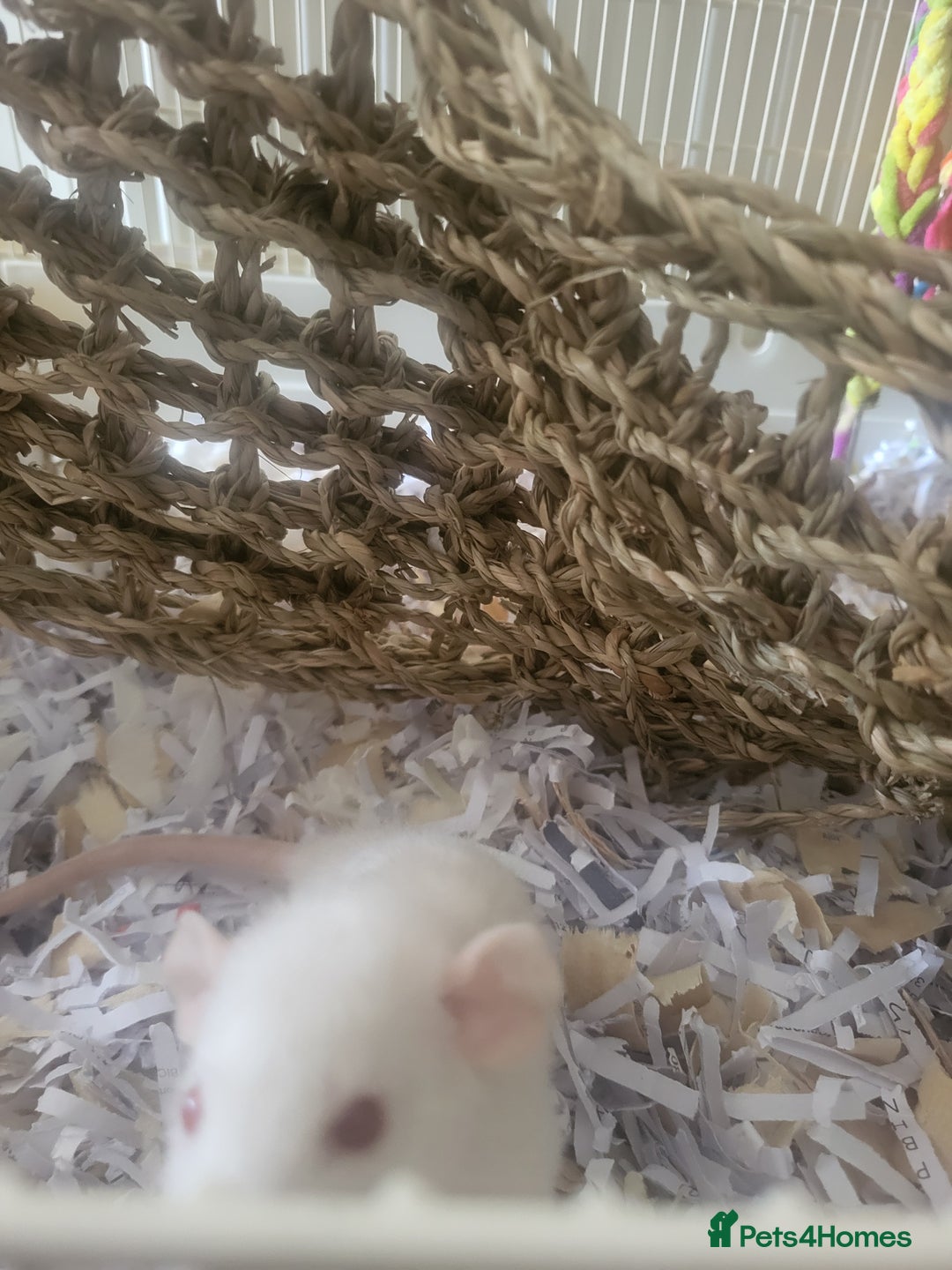 Rat rodents for sale: Mixed baby rats - males and females - Image 10