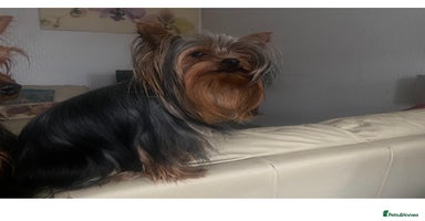Yorkshire Terrier dogs in Manchester - Advert 15